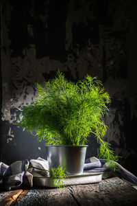 Close-up of potted plants on wall