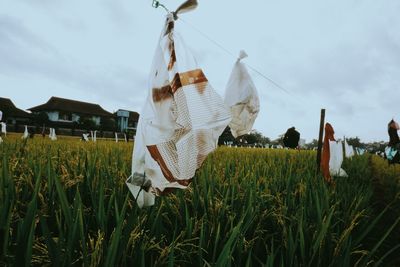 Clothes drying on field against sky