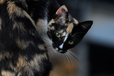 Close-up portrait of a cat