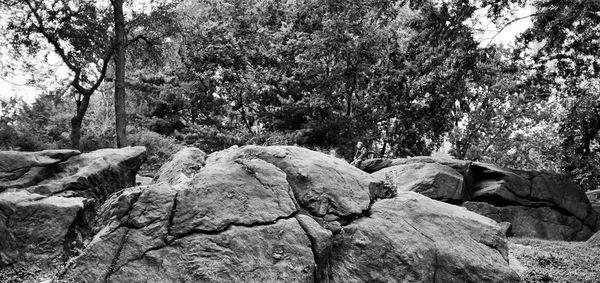 Lizard on rock in forest