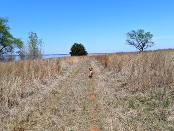 Dog walking on field