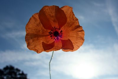 Close-up of poppy flower against sky