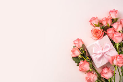 Close-up of pink rose against white background