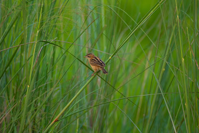 The striated babbler is a species of bird in the family leiothrichidae