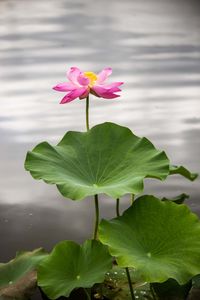 Close-up of pink lotus water lily
