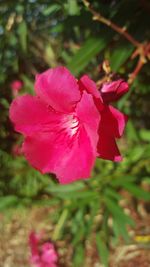 Close-up of pink flowers