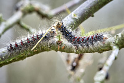 Close-up of spider