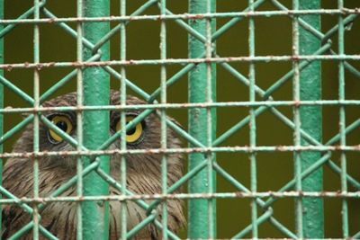 Close-up of bird in cage