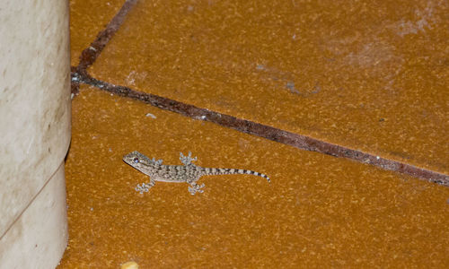 High angle view of a zebra on sand