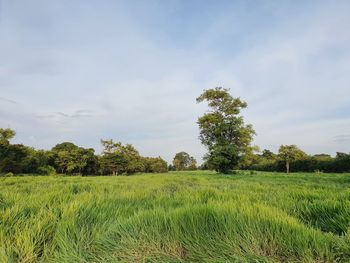 Scenic view of field against sky