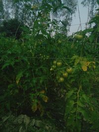 Close-up of fruits growing on tree