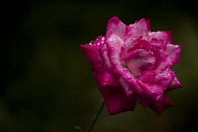 Close-up of wet pink rose against black background