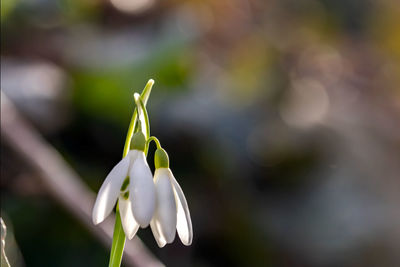 Close-up of white flowering plant