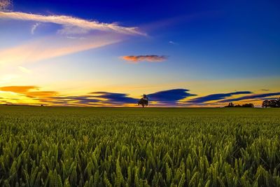 Scenic view of agricultural field against clear sky