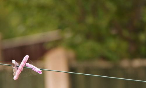 Close-up of pink flower hanging on rope