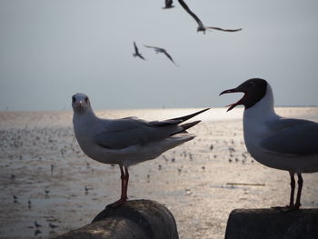 Seagulls perching on a beach