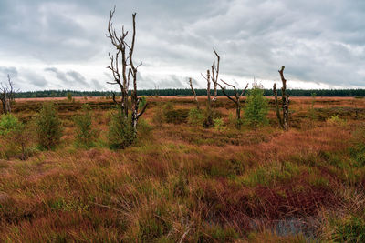 Scenic view of field against sky