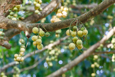 Close-up of fruit growing on tree