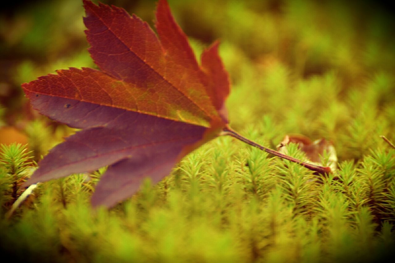 leaf, close-up, growth, autumn, nature, focus on foreground, change, plant, leaf vein, season, leaves, selective focus, dry, beauty in nature, tranquility, orange color, field, stem, green color, natural pattern