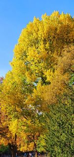 Low angle view of yellow flowering plant against clear sky