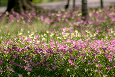 Close-up of pink flowering plants on field