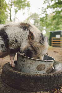 Close-up of pig eating from bucket on tire