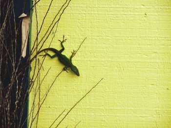 Lizard on the wall