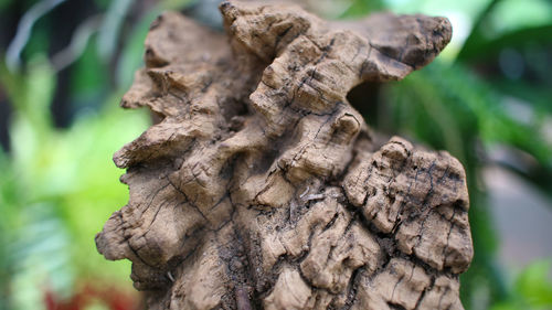 Close-up of mushroom growing on tree trunk