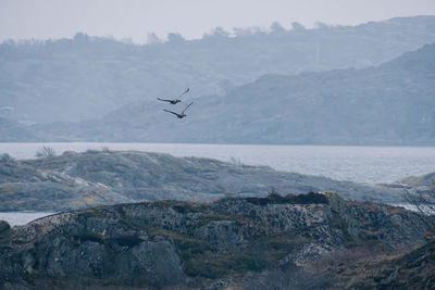 View of birds flying over sea