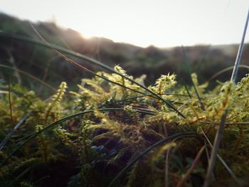 Close-up of plants on field