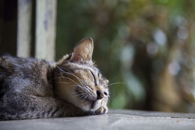 Close-up of cat relaxing outdoors