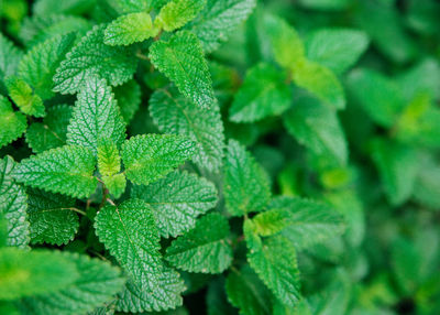 Green leaves of melissa. lemon balm in the garden. rural nature. organic agriculture. 