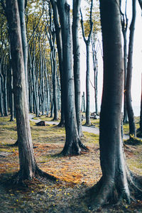 Trees in a forest