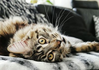 Close-up of tabby cat