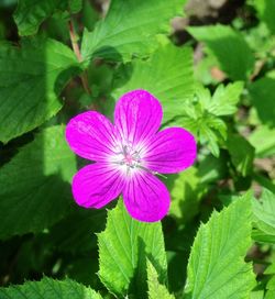 Close-up of pink flowers