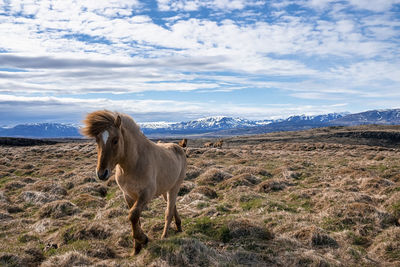 Icelandic horses grazing on grassy field in mountain against blue cloudy sky