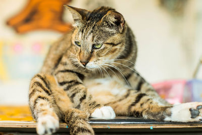 Close-up of a cat looking away