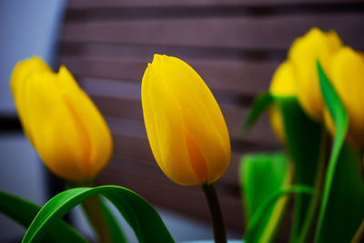 Close-up of yellow tulip