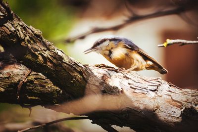 Bird perching on branch