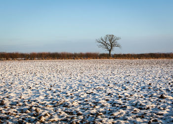 Bare trees on snow covered landscape against clear sky