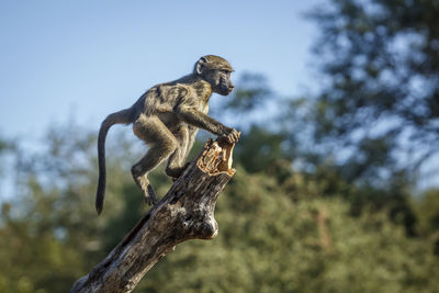 Close-up of monkey on tree