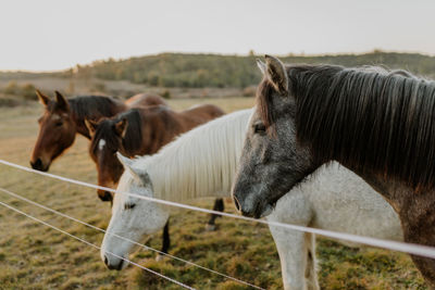 Horse standing on field