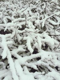 Snow covered trees on field