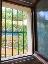 Close-up of trees seen through window