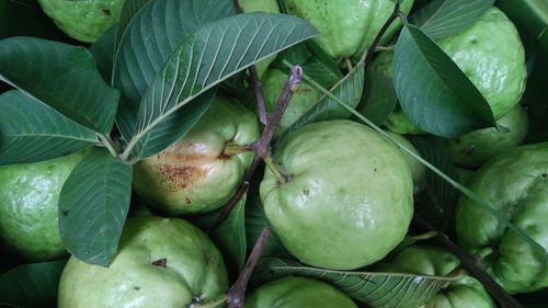 Full frame shot of fruit