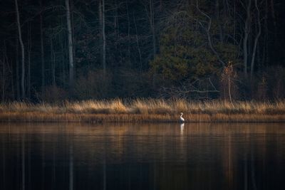 View of birds in lake