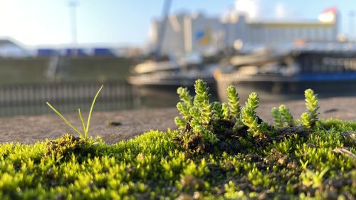 Close-up of plants growing on field