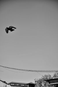 Low angle view of bird flying against clear sky