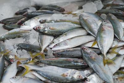 High angle view of fish for sale in market