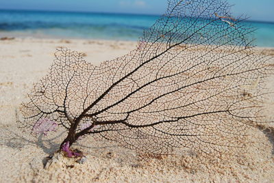 Close-up of dead tree on beach